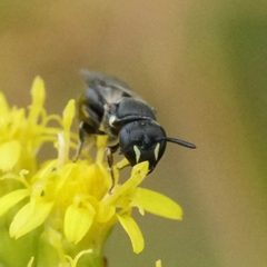 Hylaeus mesillae cressoni by (c) Amy Schnebelin, some rights reserved (CC BY), uploaded by Amy Schnebelin. Used under a CC-BY license.