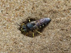 Bicyrtes quadrifasciatus by (c) botanygirl, some rights reserved (CC BY), uploaded by botanygirl. Used under a CC-BY license.