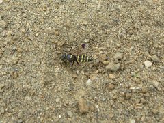Hoplisoides hamatus by (c) Garth Harwood, some rights reserved (CC BY), uploaded by Garth Harwood. Used under a CC-BY license.