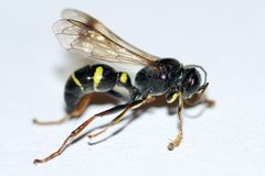 Lestiphorus by (c) Owen Strickland, some rights reserved (CC BY), uploaded by Owen Strickland. Used under a CC-BY license.