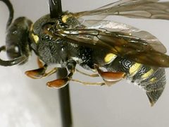 Epinysson mellipes by (c) bdagley, some rights reserved (CC BY), uploaded by bdagley. Used under a CC-BY license.