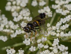 Bembecinus nanus by (c) Matt Muir, some rights reserved (CC BY), uploaded by Matt Muir. Used under a CC-BY license.