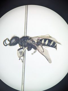 Crabro vernalis by (c) Alexandria 'Alex' Wenninger, some rights reserved (CC BY), uploaded by Alexandria 'Alex' Wenninger. Used under a CC-BY license.