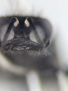 Crabro vernalis by (c) Alexandria 'Alex' Wenninger, some rights reserved (CC BY), uploaded by Alexandria 'Alex' Wenninger. Used under a CC-BY license.