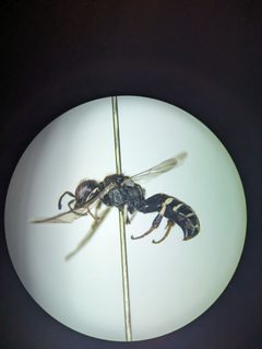Crabro vernalis by (c) Alexandria 'Alex' Wenninger, some rights reserved (CC BY), uploaded by Alexandria 'Alex' Wenninger. Used under a CC-BY license.