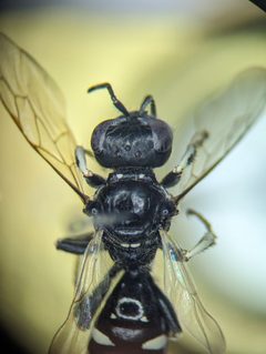 Crabro vernalis by (c) Alexandria 'Alex' Wenninger, some rights reserved (CC BY), uploaded by Alexandria 'Alex' Wenninger. Used under a CC-BY license.