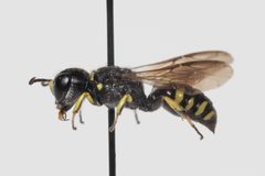 Ectemnius spiniferus by (c) Kalvin Chan, some rights reserved (CC BY), uploaded by Kalvin Chan. Used under a CC-BY license.