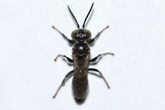 Tachytes intermedius by (c) Owen Strickland, some rights reserved (CC BY), uploaded by Owen Strickland. Used under a CC-BY license.