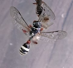 Mellinus rufinodus by (c) Colin Croft, some rights reserved (CC BY), uploaded by Colin Croft. Used under a CC-BY license.