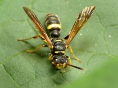 Cerceris clypeata by (c) Katja Schulz, some rights reserved (CC BY). Used under a CC-BY license.
