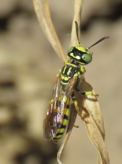 Philanthus multimaculatus by no rights reserved, uploaded by Steve Wells. Used under a CC0 license.