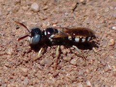 Philanthus nasalis by (c) Cricket Raspet, some rights reserved (CC BY), uploaded by Cricket Raspet. Used under a CC-BY license.
