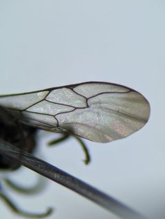 Trypoxylon by (c) Alexandria 'Alex' Wenninger, some rights reserved (CC BY), uploaded by Alexandria 'Alex' Wenninger. Used under a CC-BY license.