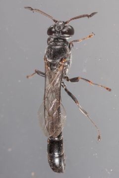 Trypoxylon punctivertex by (c) Victor Engel, some rights reserved (CC BY), uploaded by Victor Engel. Used under a CC-BY license.