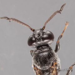 Trypoxylon punctivertex by (c) Victor Engel, some rights reserved (CC BY), uploaded by Victor Engel. Used under a CC-BY license.