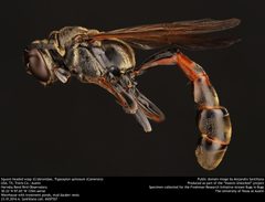 Trypoxylon spinosum by no rights reserved, uploaded by Alejandro Santillana. Used under a CC0 license.