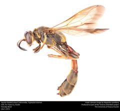Trypoxylon texense by no rights reserved, uploaded by Alejandro Santillana. Used under a CC0 license.