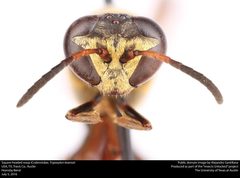 Trypoxylon texense by no rights reserved, uploaded by Alejandro Santillana. Used under a CC0 license.