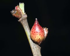 Amphibolips acuminata by (c) Jeff Clark, some rights reserved (CC BY), uploaded by Jeff Clark. Used under a CC-BY license.