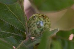 Amphibolips globulus by (c) Blake Bringhurst, some rights reserved (CC BY), uploaded by Blake Bringhurst. Used under a CC-BY license.