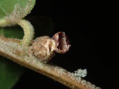 Andricus balanella by (c) Cricket Raspet, some rights reserved (CC BY), uploaded by Cricket Raspet. Used under a CC-BY license.