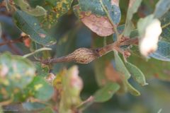 Andricus chrysolepidicola by (c) Ken-ichi Ueda, some rights reserved (CC BY), uploaded by Ken-ichi Ueda. Used under a CC-BY license.