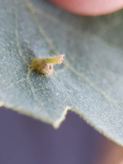 Andricus opertus by (c) Mary K. Hanson, some rights reserved (CC BY), uploaded by Mary K. Hanson. Used under a CC-BY license.