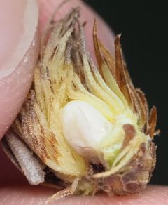 Andricus quercusfoliatus by no rights reserved, uploaded by Adam Kranz. Used under a CC0 license.