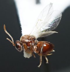 Andricus quercusfoliatus by no rights reserved, uploaded by Adam Kranz. Used under a CC0 license.