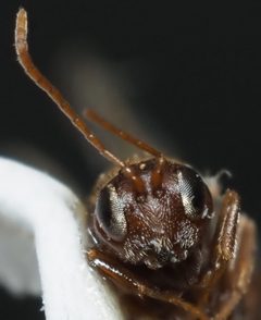 Andricus quercusfoliatus by no rights reserved, uploaded by Adam Kranz. Used under a CC0 license.