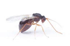 Antistrophus jeanae by (c) Antoine Guiguet, some rights reserved (CC BY), uploaded by Antoine Guiguet. Used under a CC-BY license.