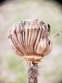 Antistrophus laciniatus by (c) Andy Deans, some rights reserved (CC BY), uploaded by Andy Deans. Used under a CC-BY license.