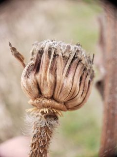 Antistrophus laciniatus by (c) Andy Deans, some rights reserved (CC BY), uploaded by Andy Deans. Used under a CC-BY license.