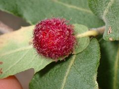 Antron quercusnubila by (c) Cricket Raspet, some rights reserved (CC BY), uploaded by Cricket Raspet. Used under a CC-BY license.