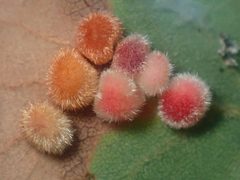 Atrusca trimaculosa by (c) Cricket Raspet, some rights reserved (CC BY), uploaded by Cricket Raspet. Used under a CC-BY license.