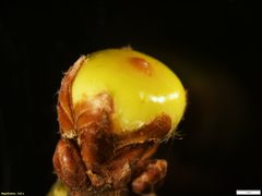 Callirhytis glomerosa by (c) Antoine Guiguet, some rights reserved (CC BY), uploaded by Antoine Guiguet. Used under a CC-BY license.