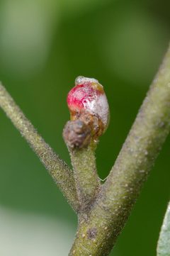 Callirhytis perditor by (c) Antoine Guiguet, some rights reserved (CC BY), uploaded by Antoine Guiguet. Used under a CC-BY license.