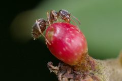 Callirhytis perditor by (c) Antoine Guiguet, some rights reserved (CC BY), uploaded by Antoine Guiguet. Used under a CC-BY license.