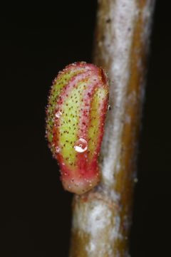 Callirhytis rugulosa by (c) Antoine Guiguet, some rights reserved (CC BY), uploaded by Antoine Guiguet. Used under a CC-BY license.
