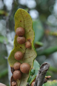 Belonocnema treatae by (c) Rusty, some rights reserved (CC BY), uploaded by Rusty. Used under a CC-BY license.