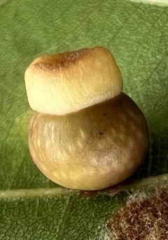 Kokkocynips by (c) Juvia Heuchert, some rights reserved (CC BY), uploaded by Juvia Heuchert. Used under a CC-BY license.