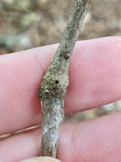 Zapatella davisae by (c) Emily Summerbell, some rights reserved (CC BY), uploaded by Emily Summerbell. Used under a CC-BY license.