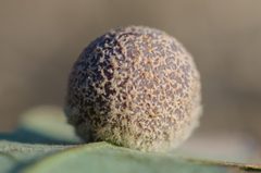 Cynips multipunctata by (c) Franco Folini, some rights reserved (CC BY). Used under a CC-BY license.