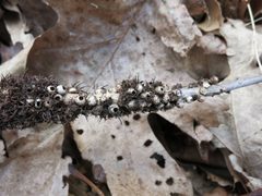 Diastrophus cuscutaeformis by (c) Evan M. Raskin, some rights reserved (CC BY), uploaded by Evan M. Raskin. Used under a CC-BY license.
