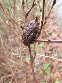 Diastrophus kincaidii by (c) John Brew, some rights reserved (CC BY), uploaded by John Brew. Used under a CC-BY license.