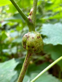 Diastrophus kincaidii by (c) Karen Offereins, some rights reserved (CC BY), uploaded by Karen Offereins. Used under a CC-BY license.