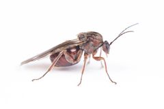 Disholcaspis quercusmamma by (c) Antoine Guiguet, some rights reserved (CC BY), uploaded by Antoine Guiguet. Used under a CC-BY license.