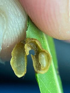 Dryocosmus cinereae by (c) Emily Summerbell, some rights reserved (CC BY), uploaded by Emily Summerbell. Used under a CC-BY license.