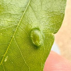 Dryocosmus cinereae by (c) Emily Summerbell, some rights reserved (CC BY), uploaded by Emily Summerbell. Used under a CC-BY license.
