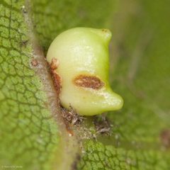 Dryocosmus dubiosus by (c) Ken-ichi Ueda, some rights reserved (CC BY), uploaded by Ken-ichi Ueda. Used under a CC-BY license.
